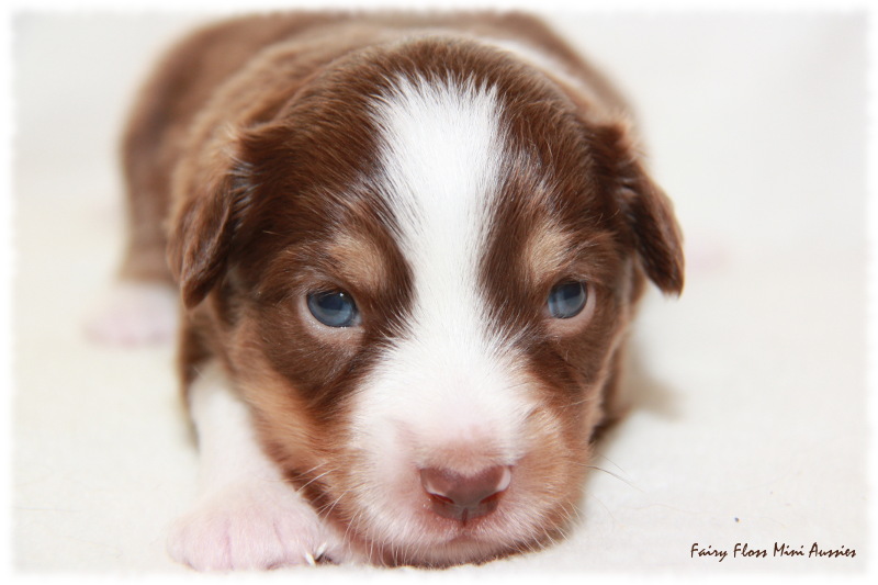 Mini Aussie Welpe