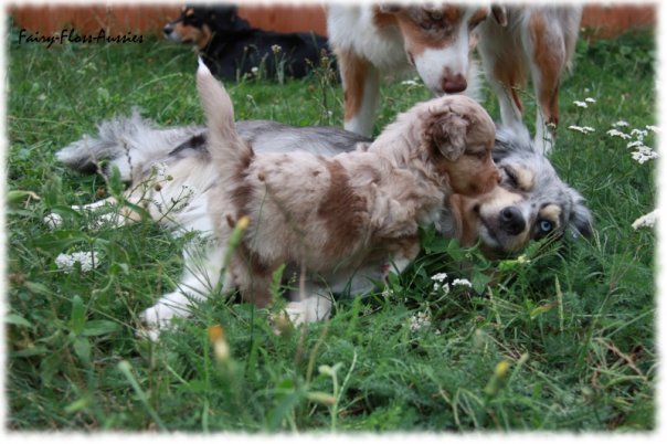 Mini Aussie Welpen beim Toben / Kinderstube beim Züchter