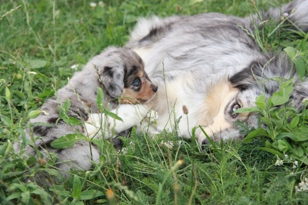 Mini Aussie Welpen beim Toben / Kinderstube beim Züchter