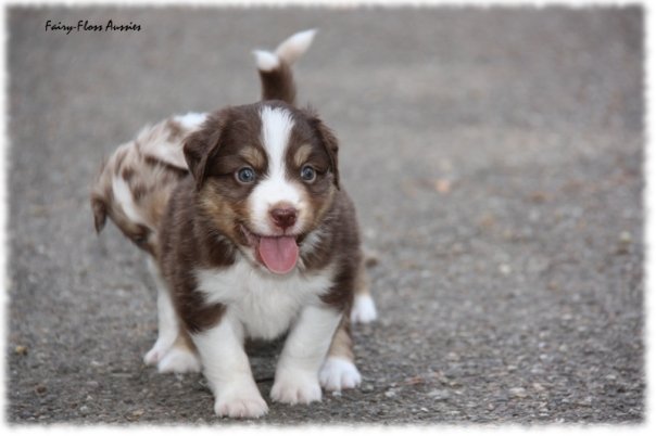 Mini Aussie Welpen beim Toben / Kinderstube beim Züchter