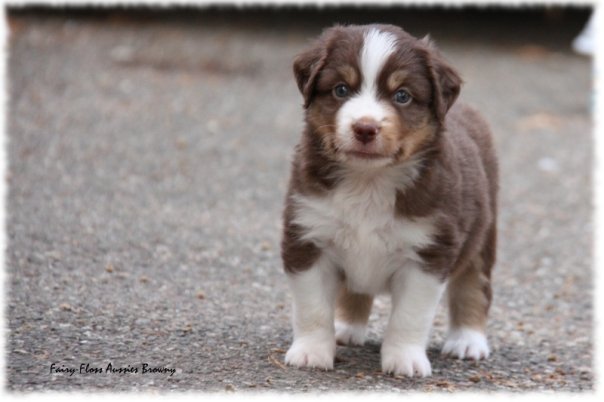 Mini Aussie Welpen beim Toben / Kinderstube beim Züchter