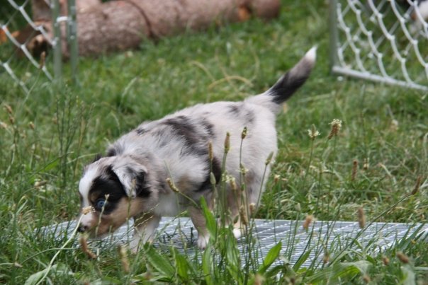 Mini Aussie Welpen beim Toben / Kinderstube beim Züchter