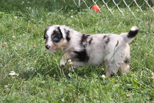 Mini Aussie Welpen beim Toben / Kinderstube beim Züchter