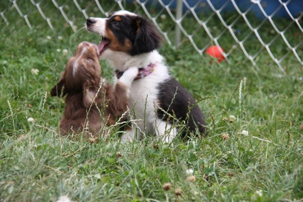 Mini Aussie Welpen beim Toben / Kinderstube beim Züchter