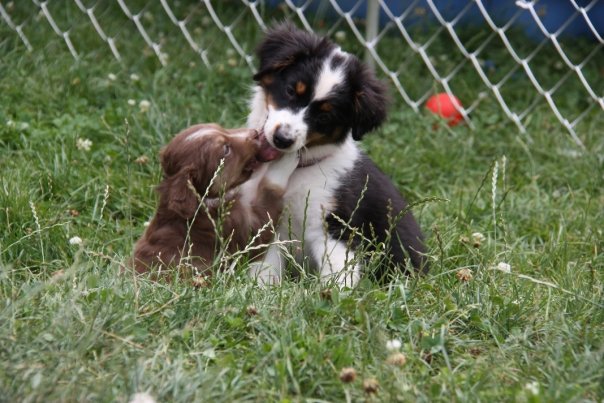 Mini Aussie Welpen beim Toben / Kinderstube beim Züchter