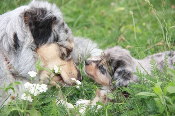 Mini Aussie Welpen beim Toben / Kinderstube beim Züchter