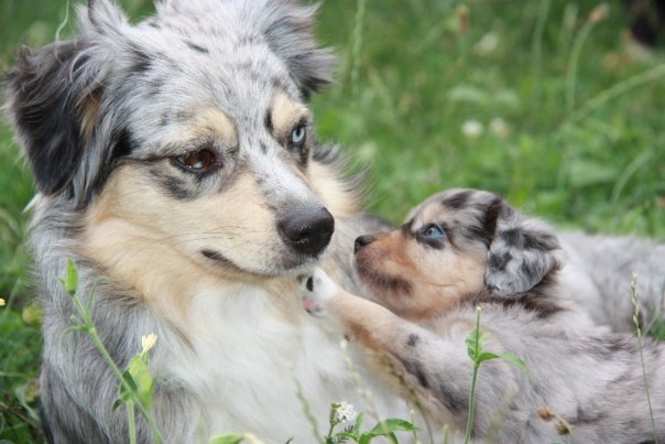 Mini Aussie Welpen beim Toben / Kinderstube beim Züchter