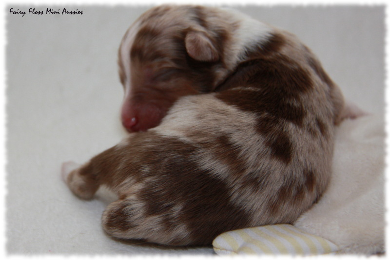 Mini Aussie Welpe