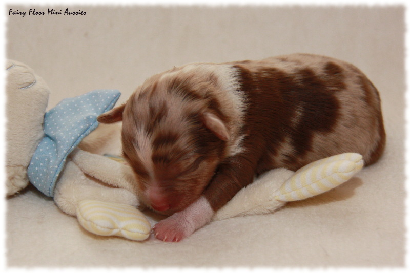 Mini Aussie Welpe