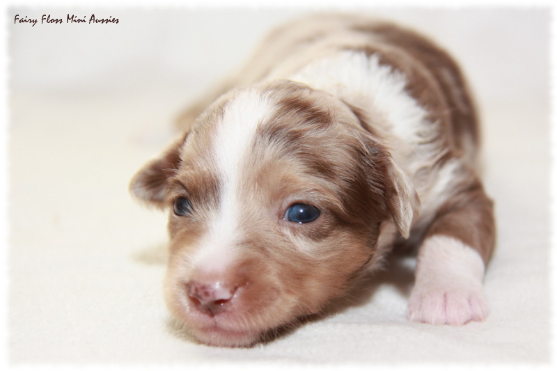 Mini Aussie Welpe