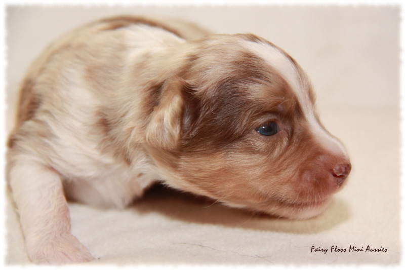 Mini Aussie Welpe