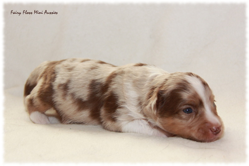 Mini Aussie Welpe