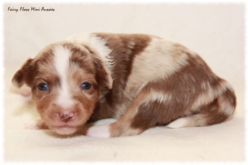 Mini Aussie Welpe