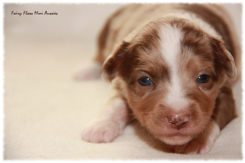 Mini Aussie Welpe