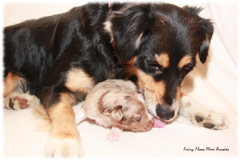 Mini Aussie Welpe