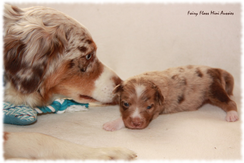 Mini Aussie Welpe