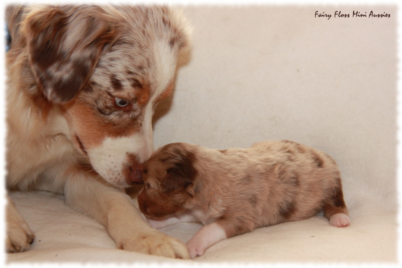 Mini Aussie Welpe