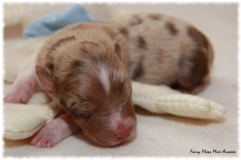 Mini Aussie Welpe