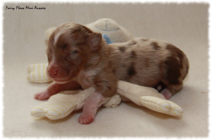 Mini Aussie Welpe