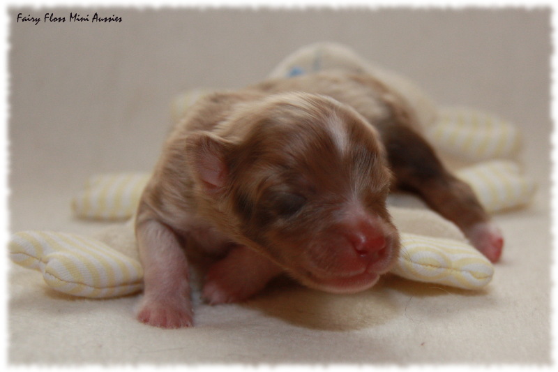 Mini Aussie Welpe