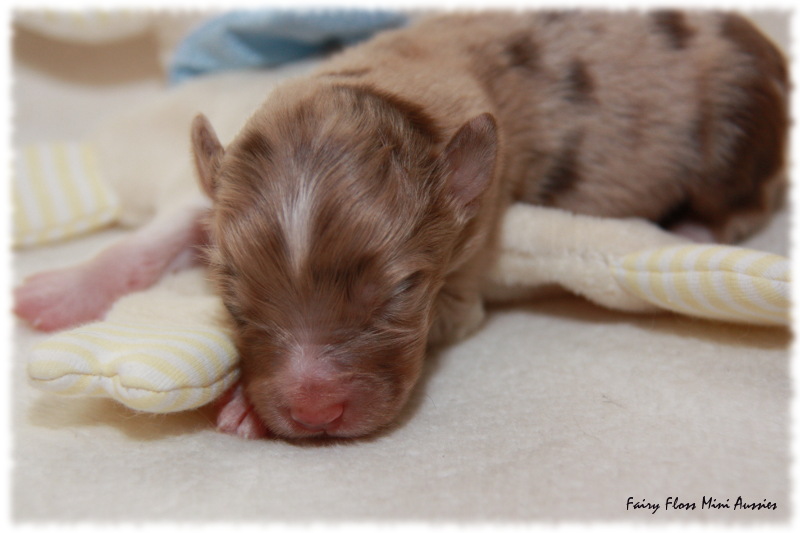 Mini Aussie Welpe