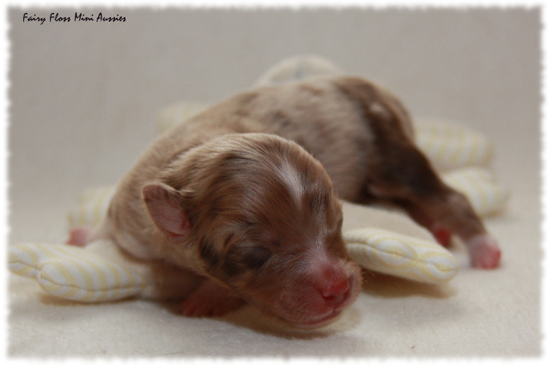 Mini Aussie Welpe