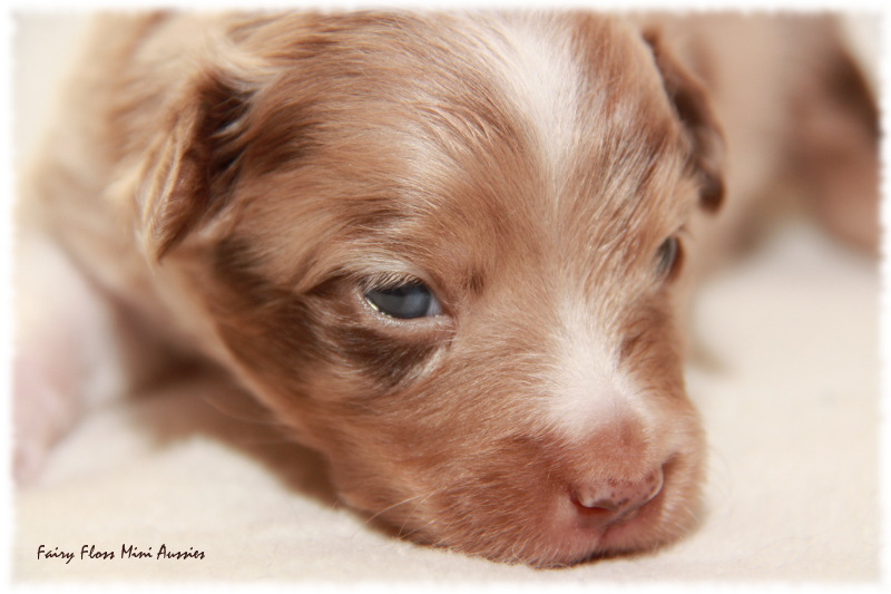 Mini Aussie Welpe