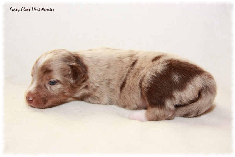 Mini Aussie Welpe