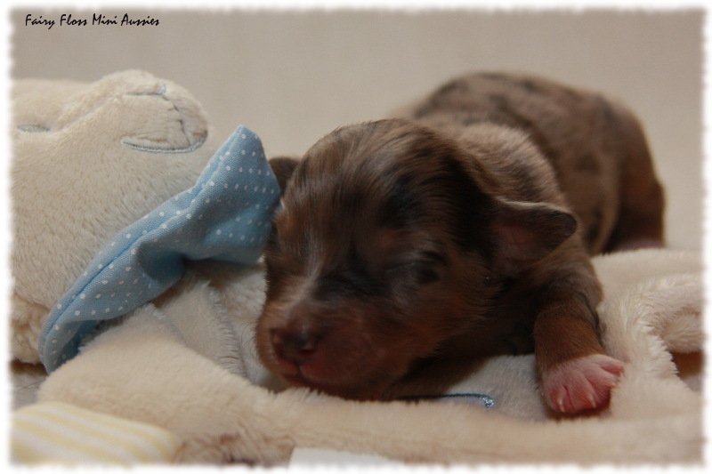 Mini Aussie Welpe