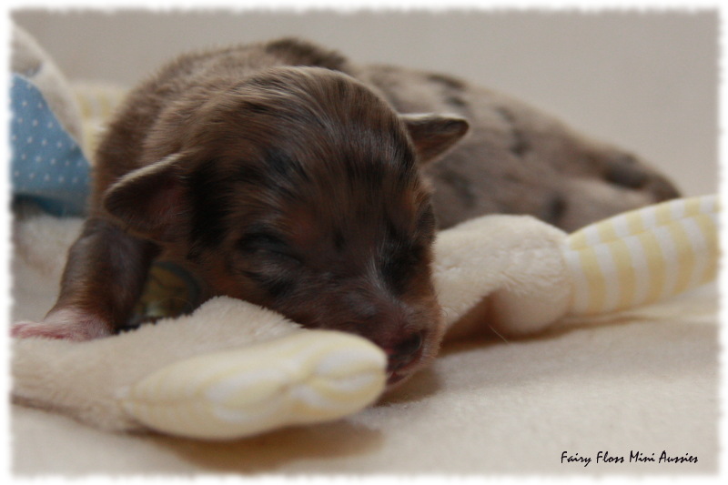 Mini Aussie Welpe