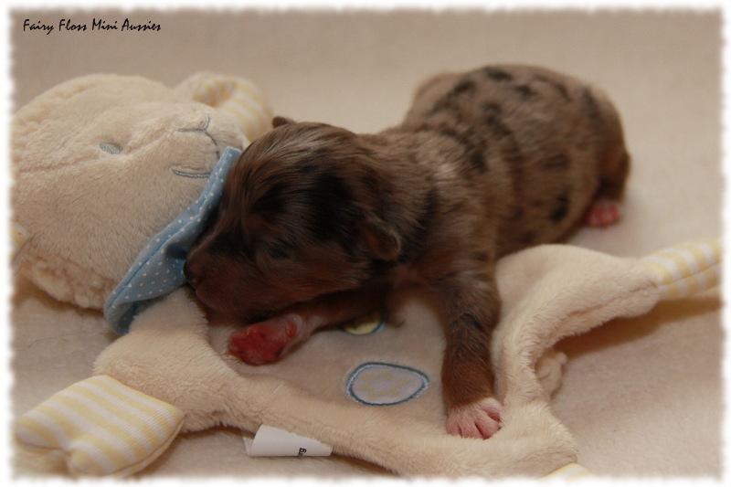 Mini Aussie Welpe