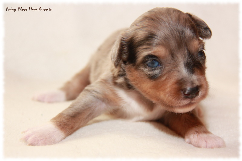 Mini Aussie Welpe