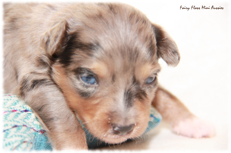 Mini Aussie Welpe