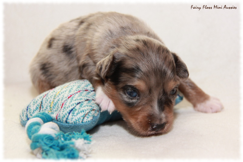 Mini Aussie Welpe