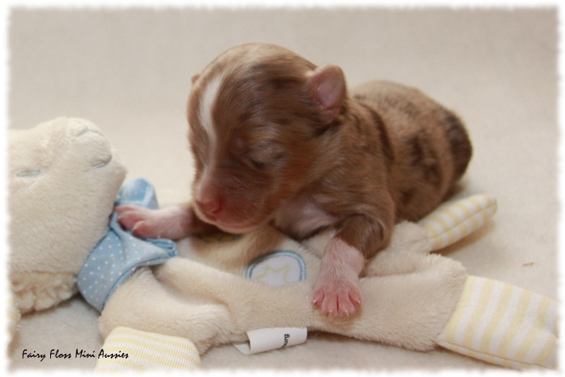 Mini Aussie Welpe