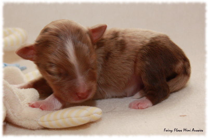 Mini Aussie Welpe