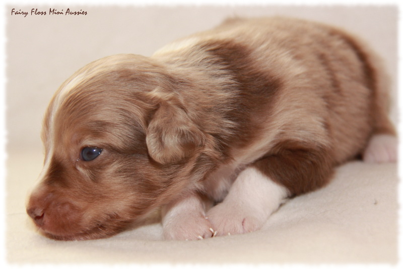 Mini Aussie Welpe