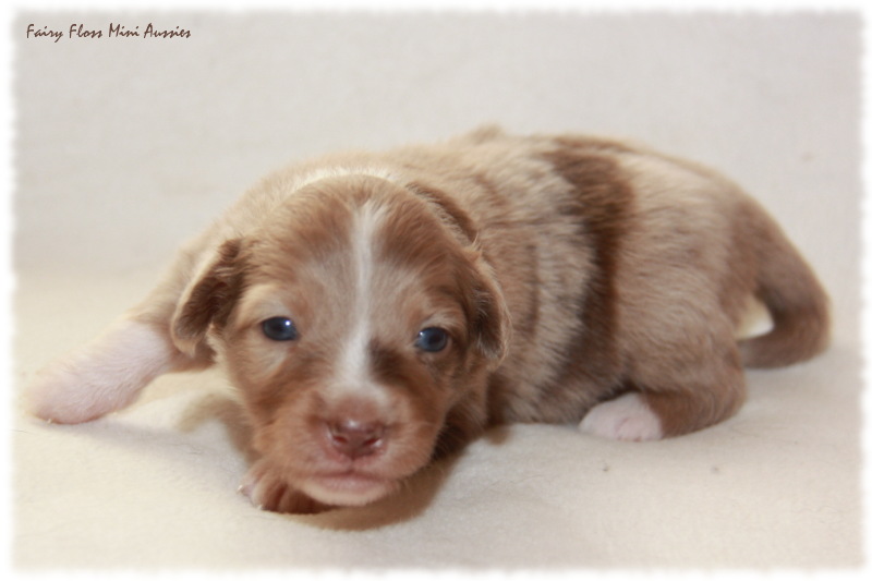 Mini Aussie Welpe