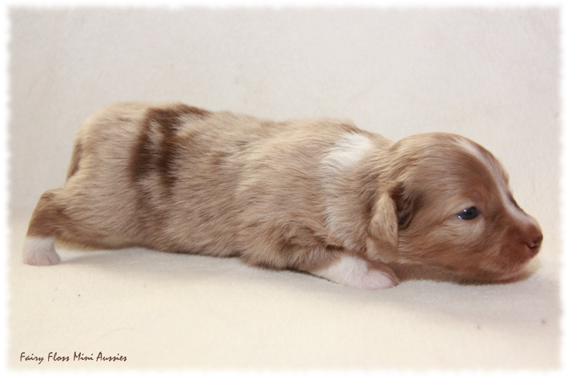 Mini Aussie Welpe