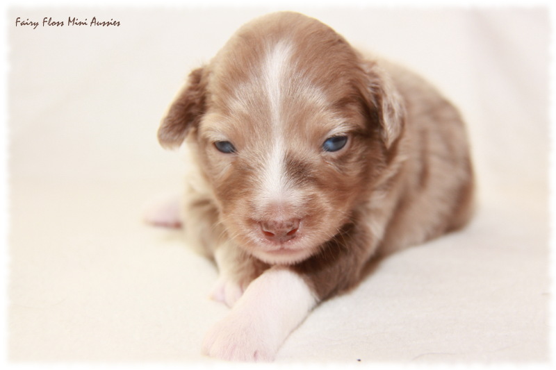 Mini Aussie Welpe