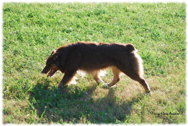 Mini Australian Shepherd Welpen beim Spielen