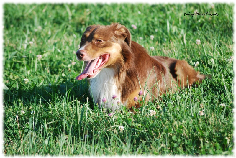 Mini Australian Shepherd Welpen beim Spielen