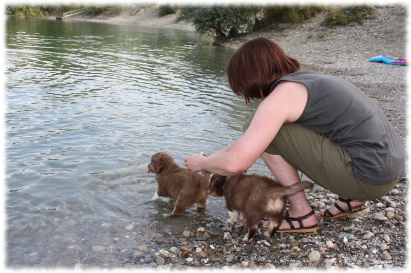 Mini Australian Shepherd Welpen beim Spielen