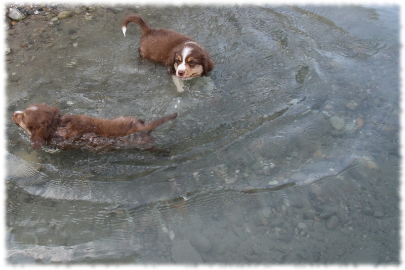 Mini Australian Shepherd Welpen beim Spielen