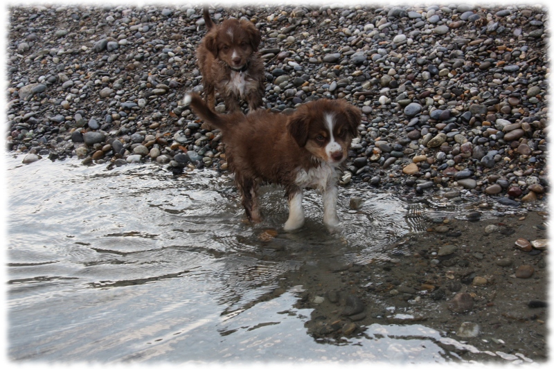 Mini Australian Shepherd Welpen beim Spielen