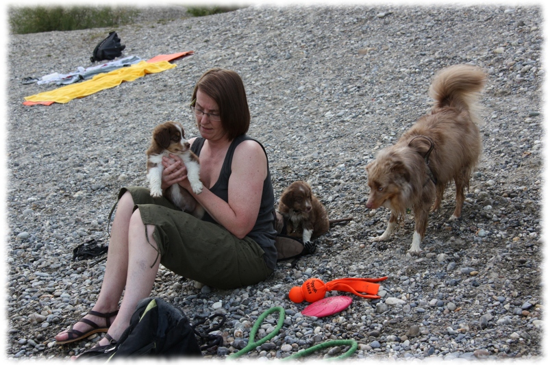 Mini Australian Shepherd Welpen beim Spielen