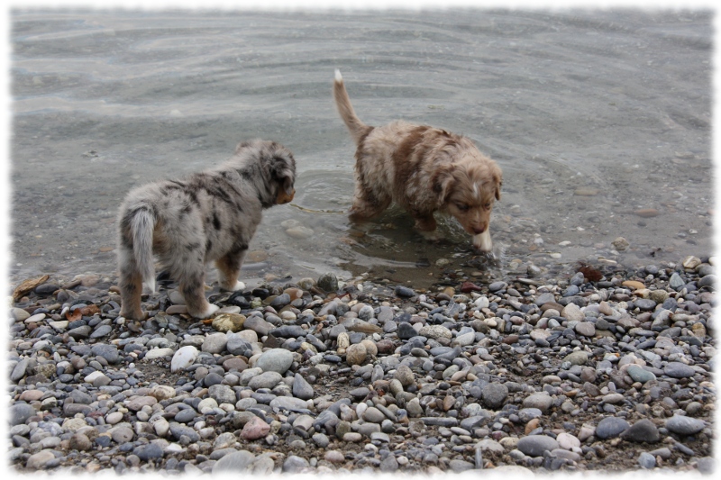 Mini Australian Shepherd Welpen beim Spielen