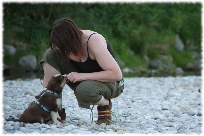 Mini Australian Shepherd Welpen beim Spielen