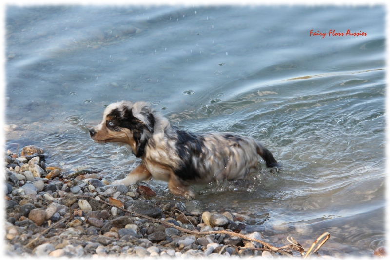 Mini Australian Shepherd Welpen beim Spielen