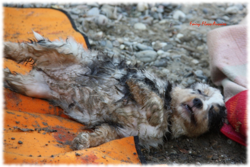 Mini Australian Shepherd Welpen beim Spielen